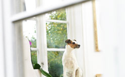 Somebody is at home Somebody is at home